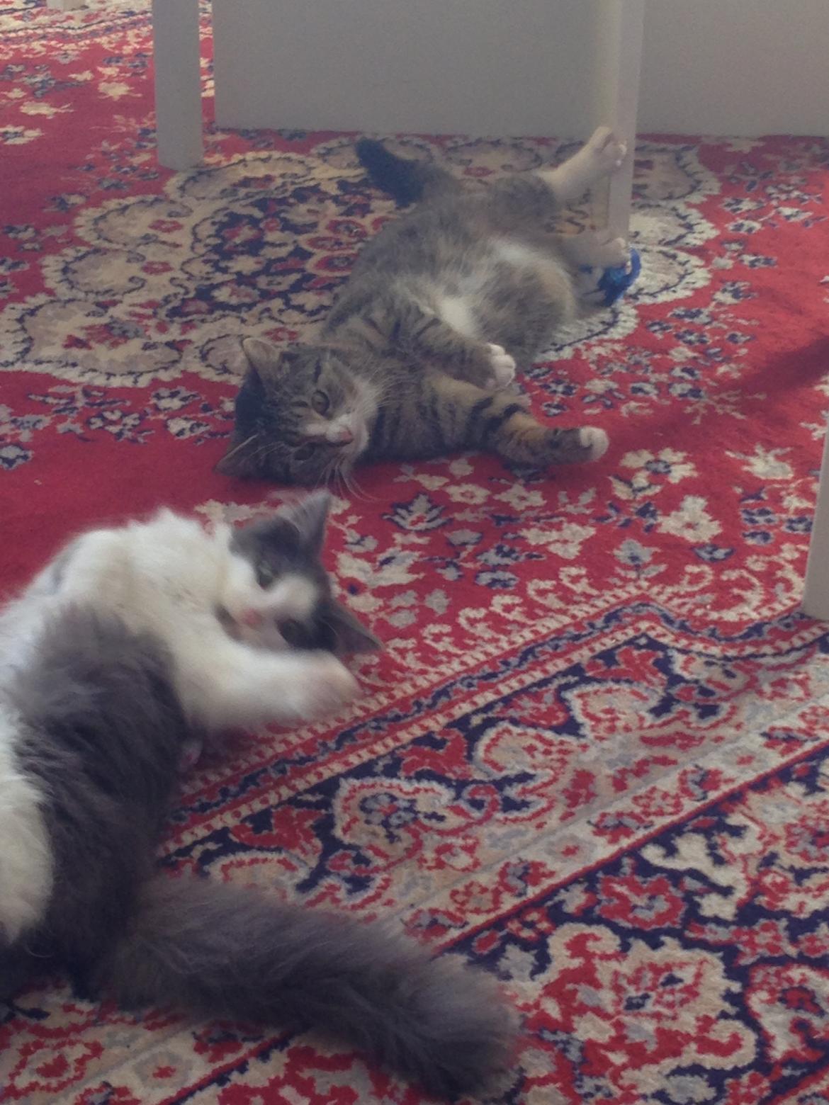 Norsk Skovkat Pjuske billede 5