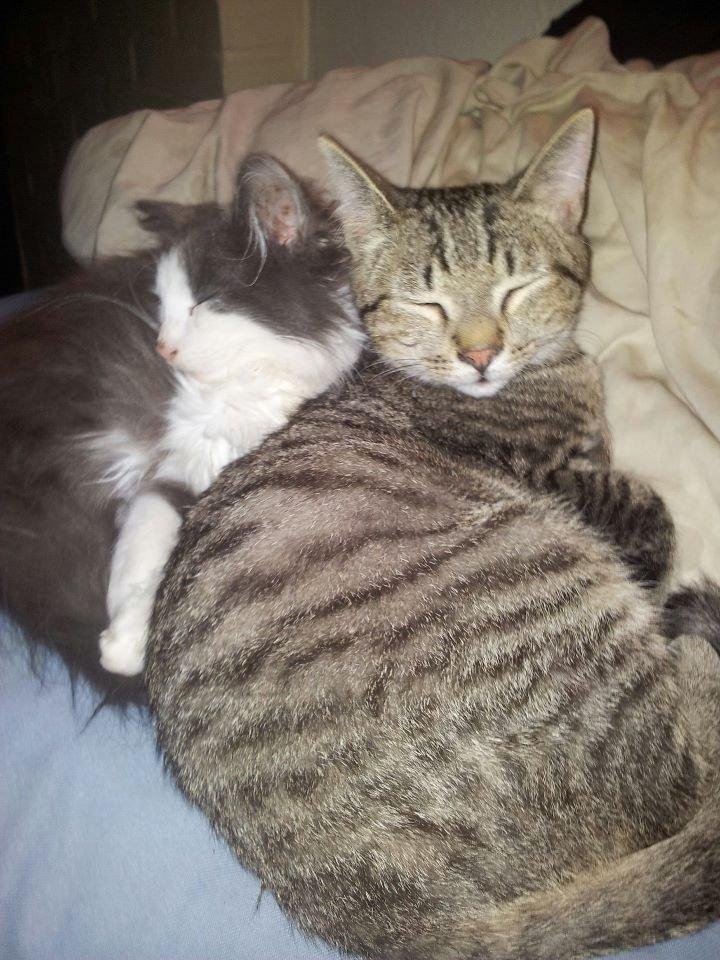 Norsk Skovkat Pjuske billede 6