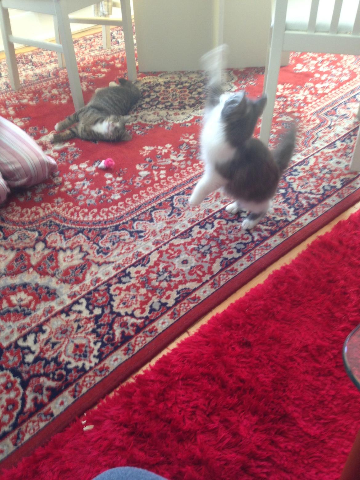 Norsk Skovkat Pjuske billede 8