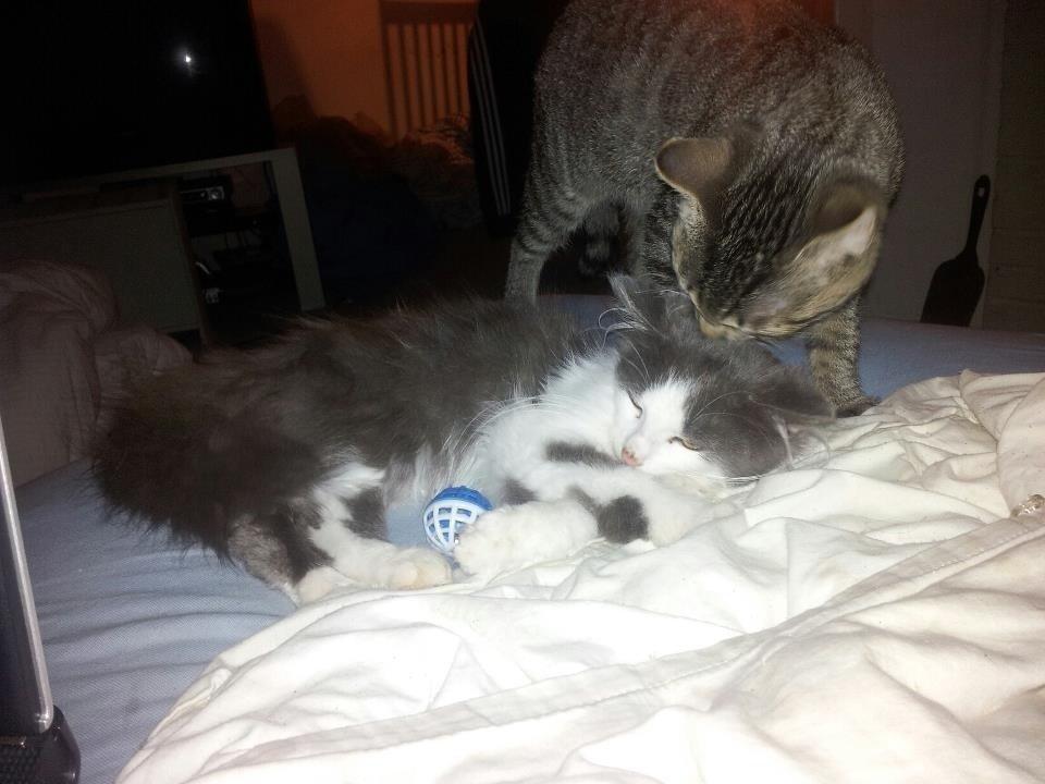 Norsk Skovkat Pjuske billede 7