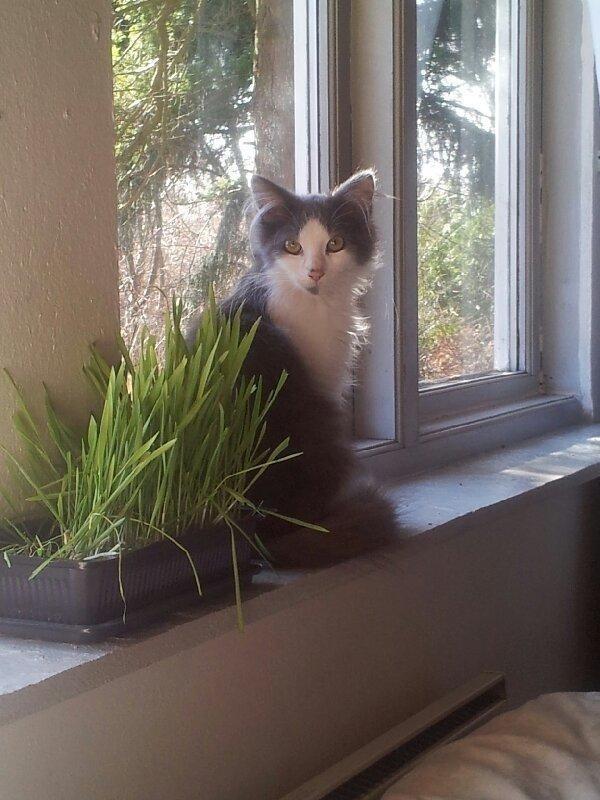 Norsk Skovkat Pjuske billede 9