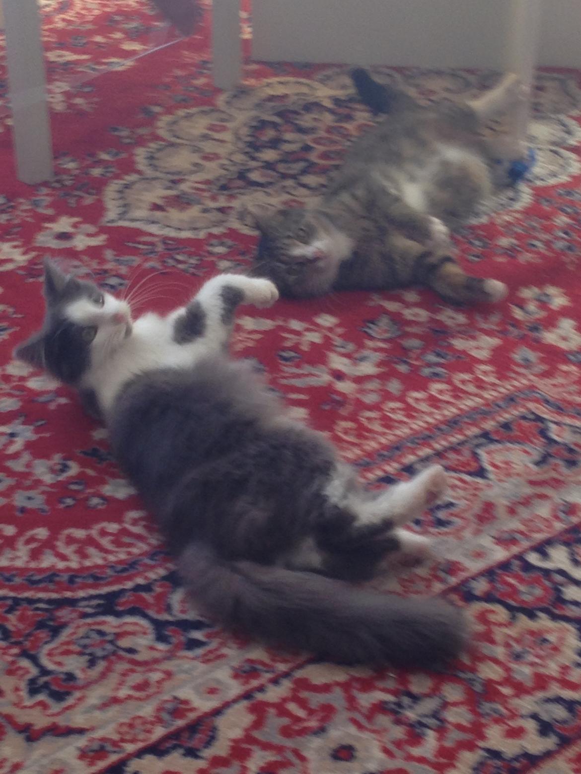 Norsk Skovkat Pjuske billede 10