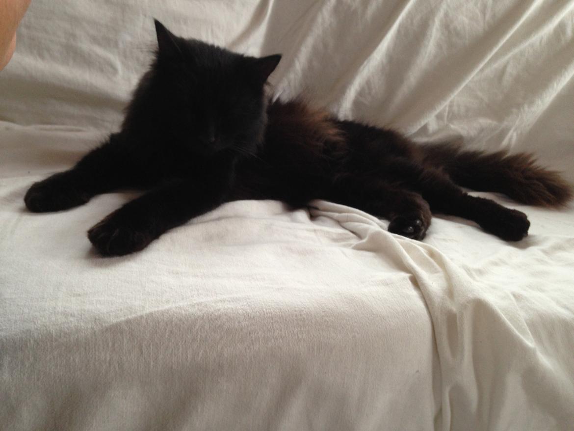 Tyrkisk Angora Hubert  billede 8