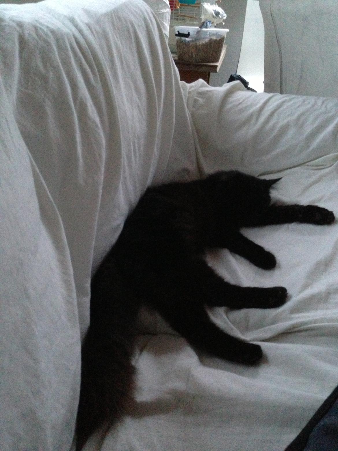 Tyrkisk Angora Hubert  billede 9
