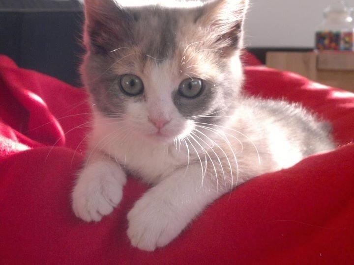 Huskat Lilo billede 1