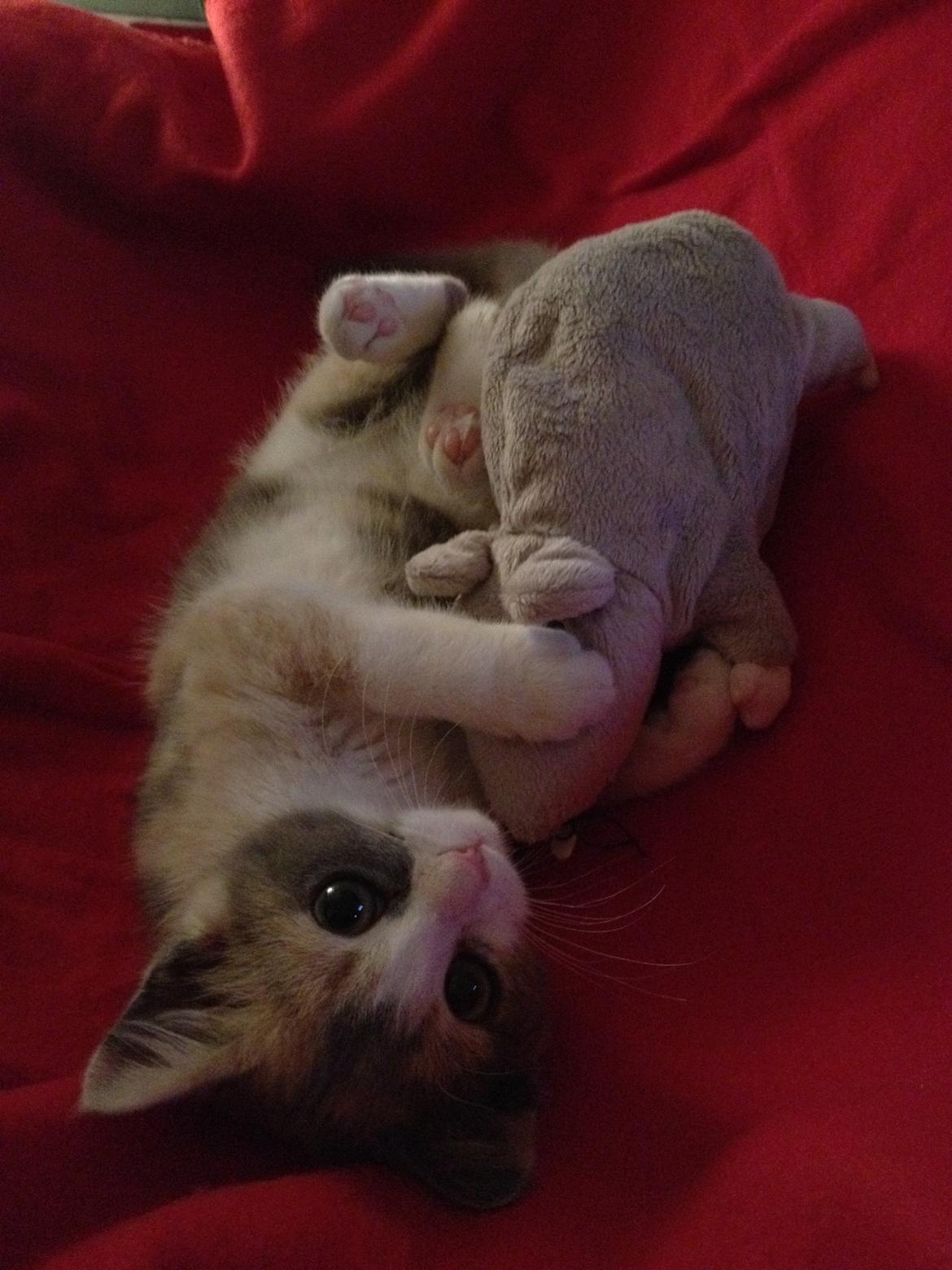 Huskat Lilo billede 2