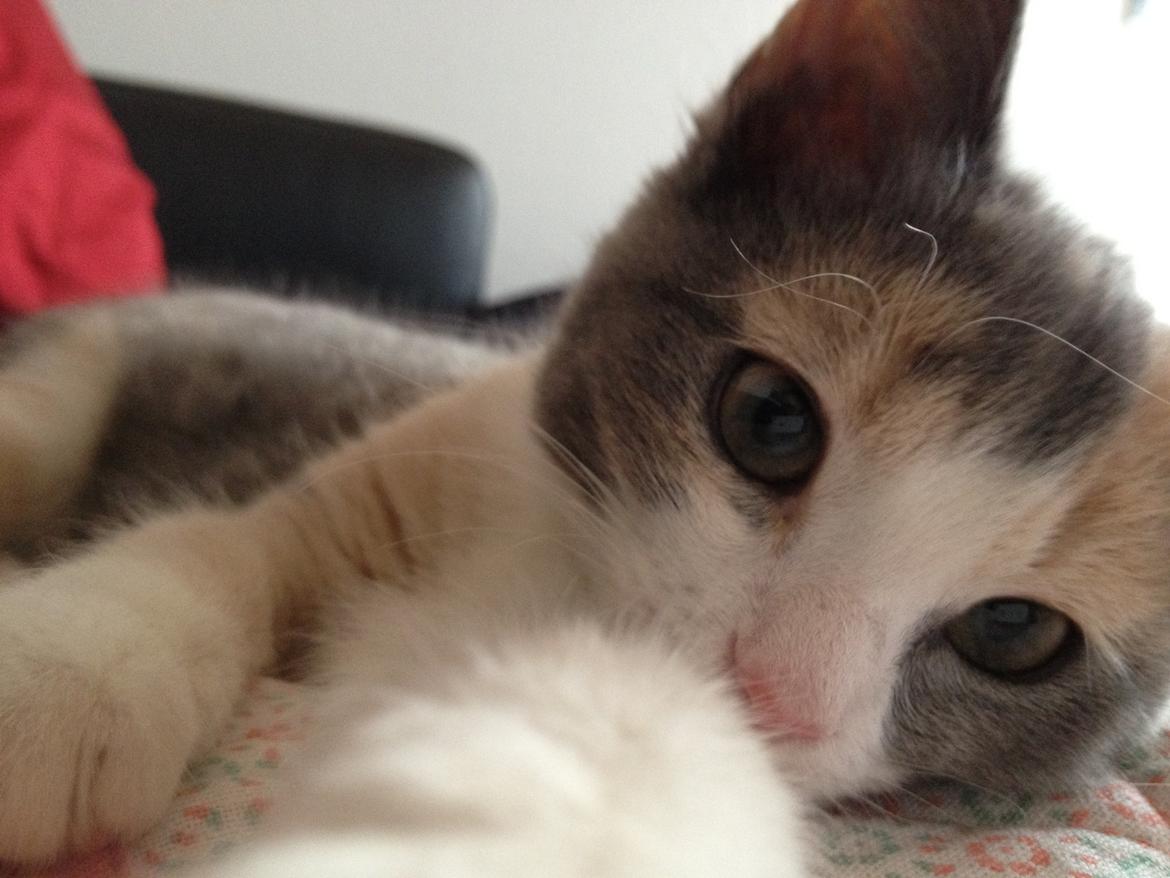 Huskat Lilo billede 3