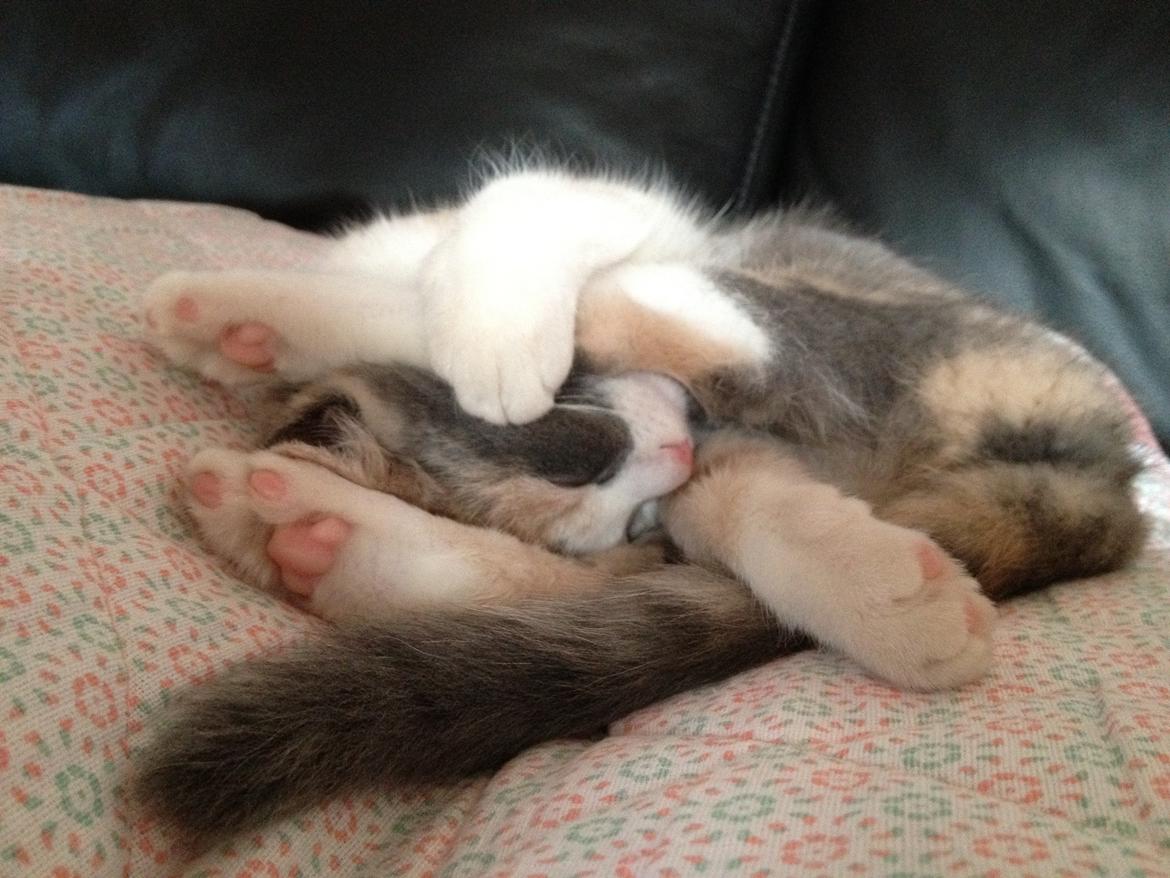 Huskat Lilo billede 5