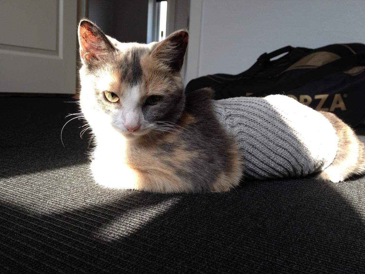 Huskat Lilo billede 4