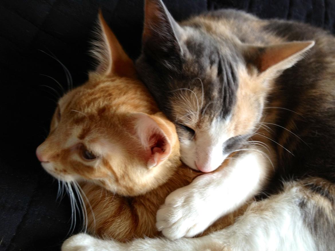 Huskat Lilo billede 6