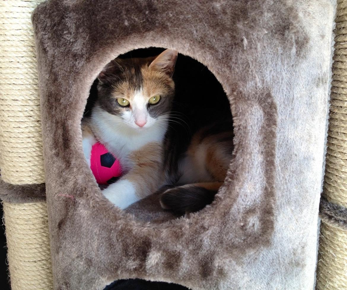 Huskat Lilo billede 7