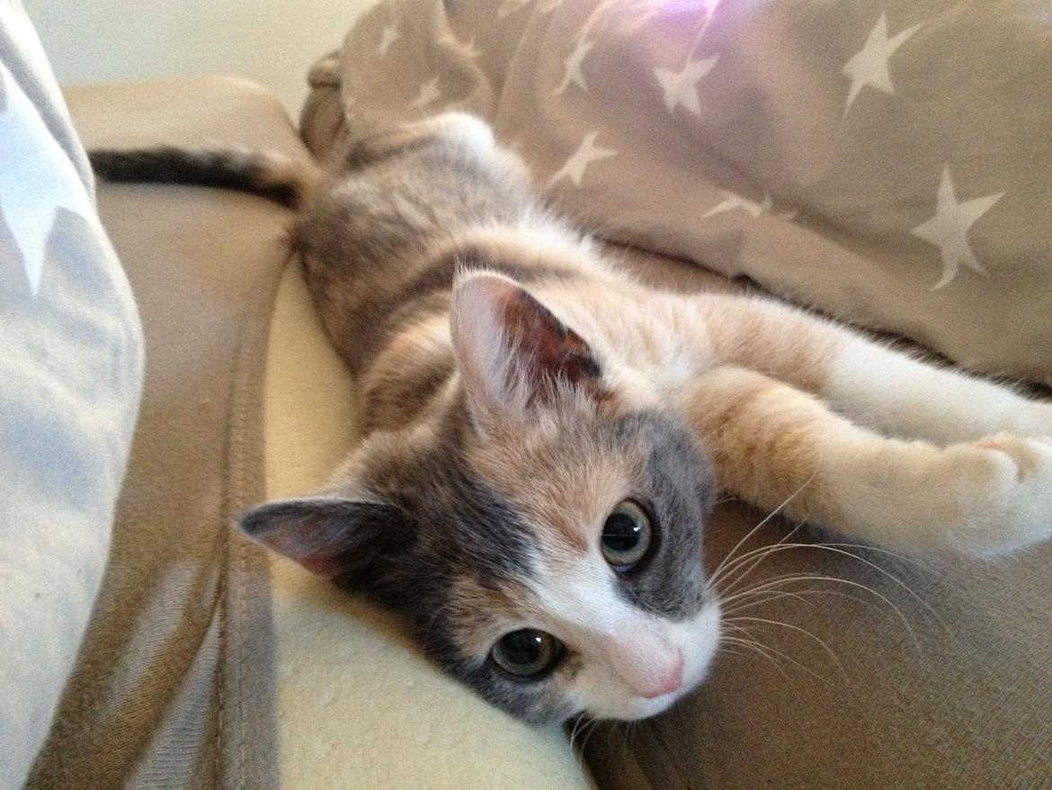 Huskat Lilo billede 8