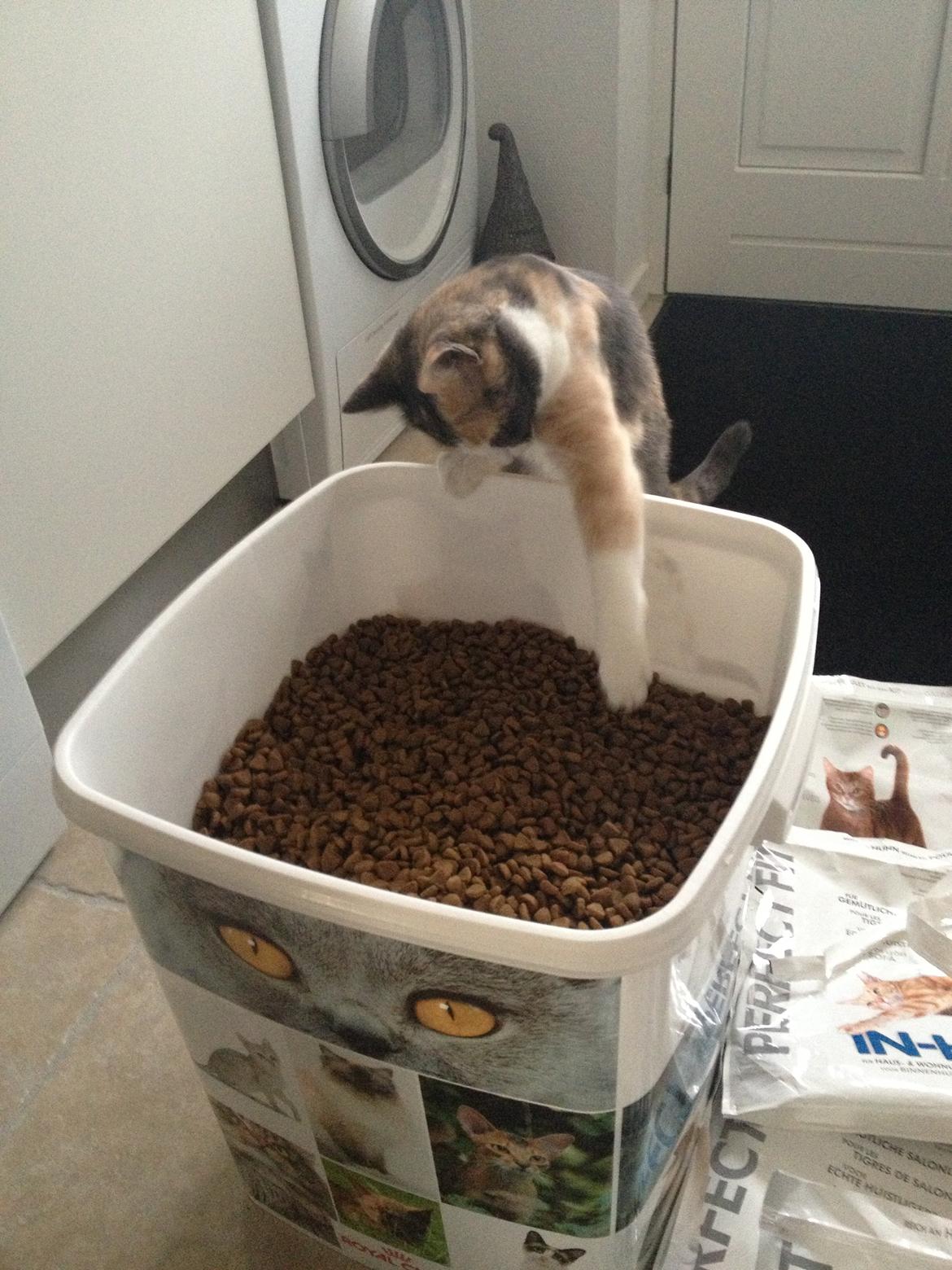 Huskat Lilo billede 9