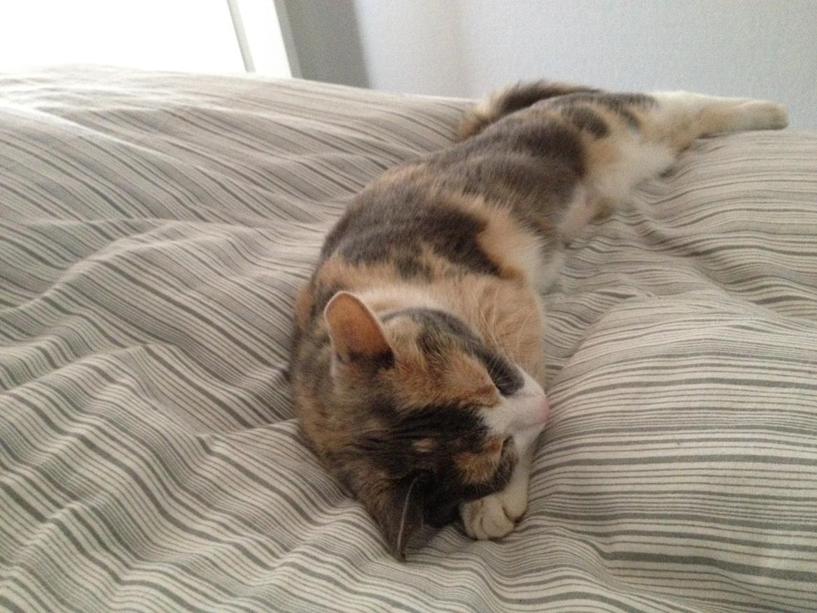 Huskat Lilo billede 10