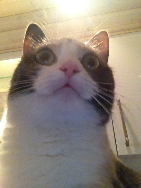 Huskat Lilo billede 11