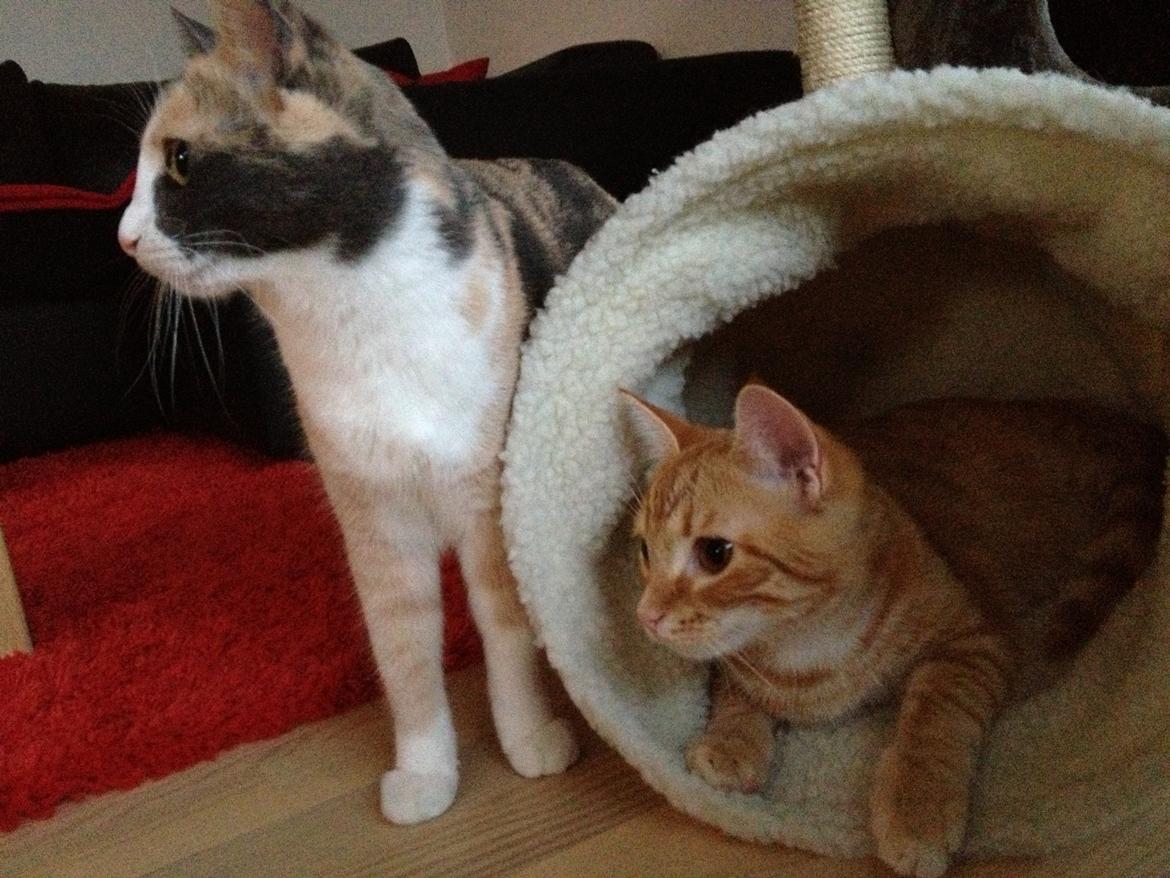 Huskat Lilo billede 12