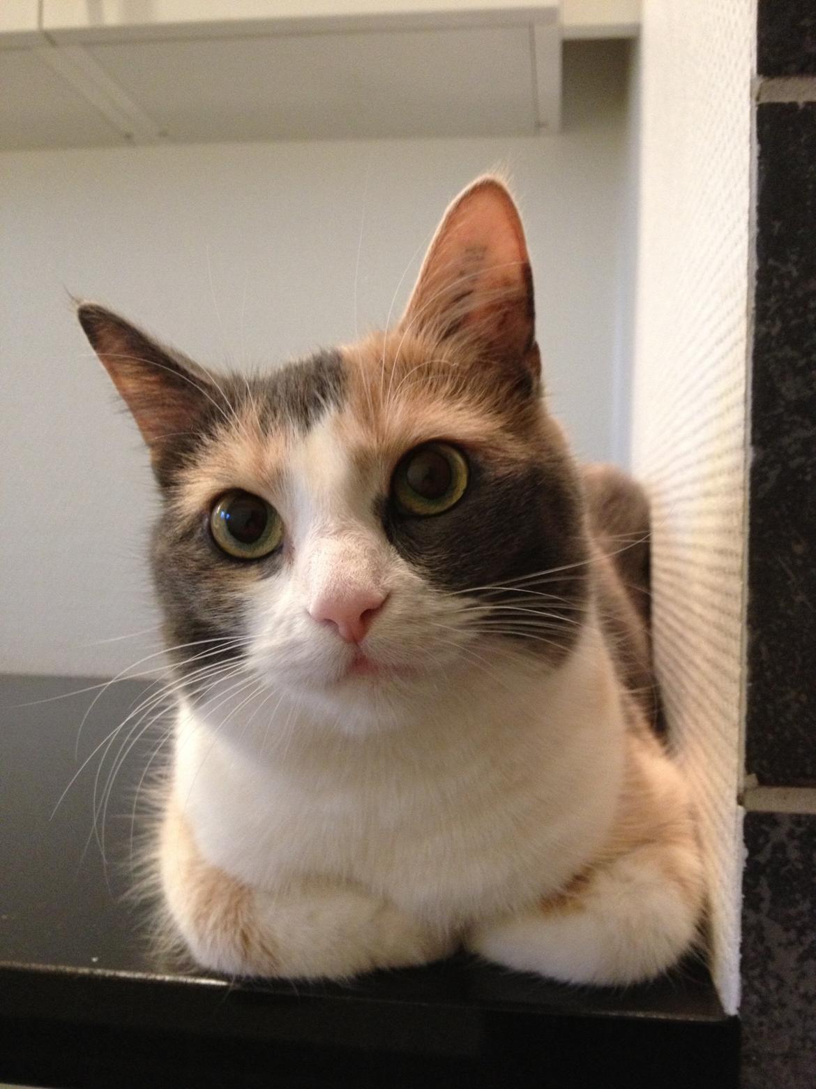 Huskat Lilo billede 13