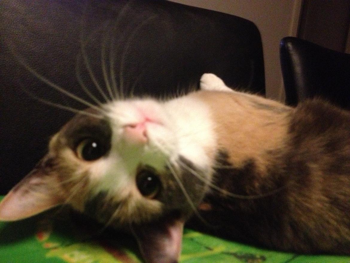 Huskat Lilo billede 14