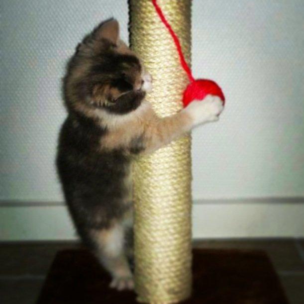 Huskat Lilo billede 15