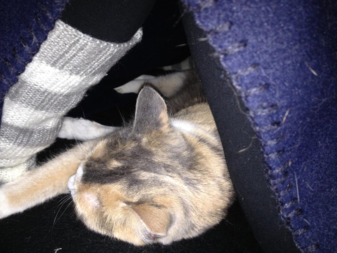 Huskat Lilo billede 16