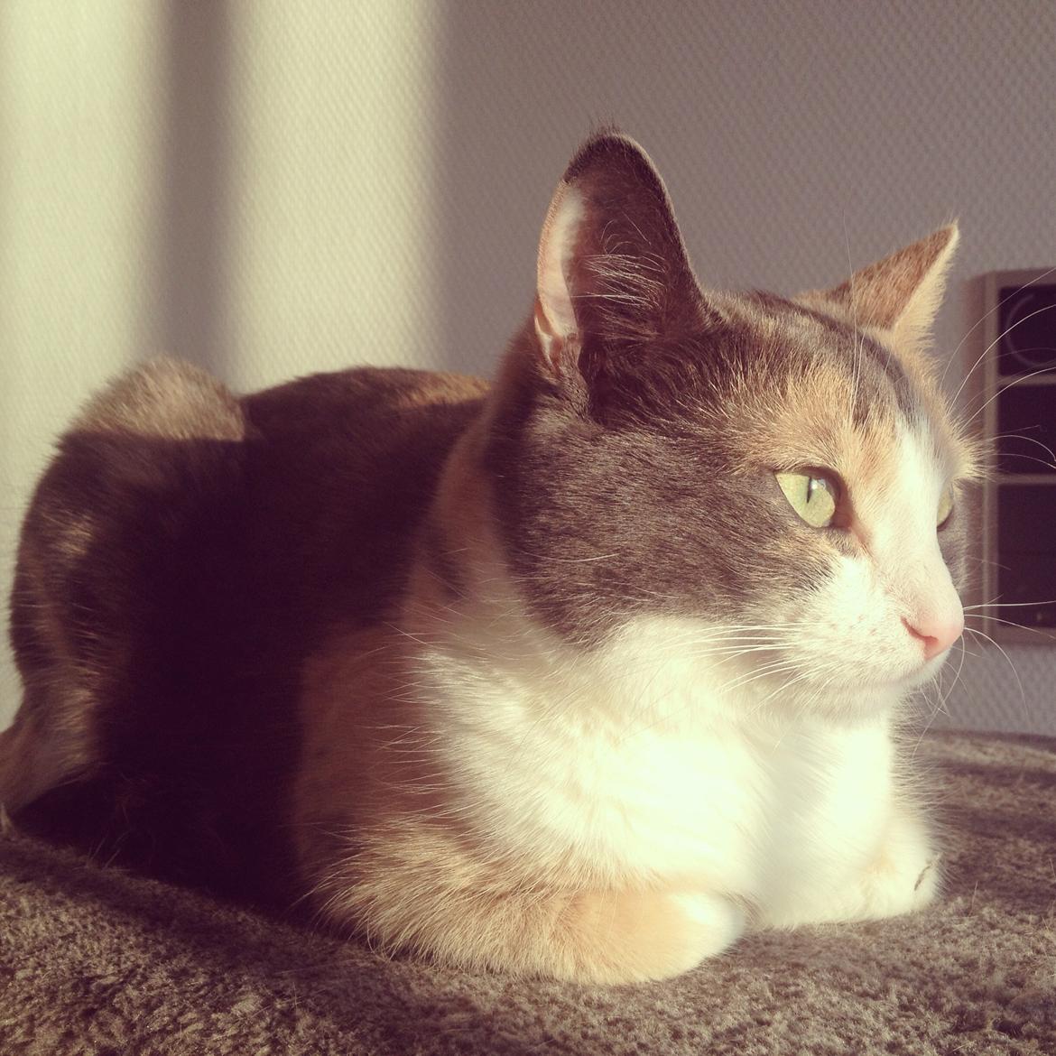 Huskat Lilo billede 17