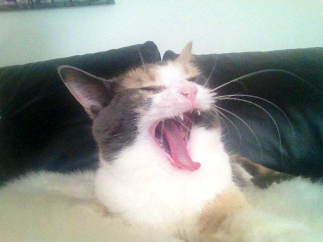 Huskat Lilo billede 18