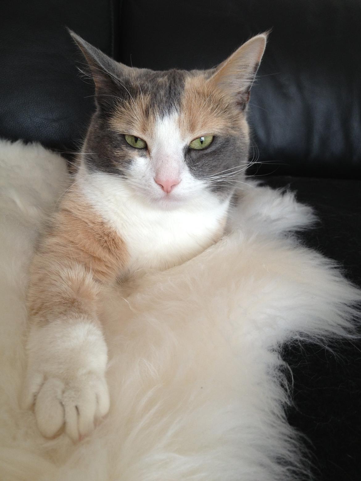 Huskat Lilo billede 19