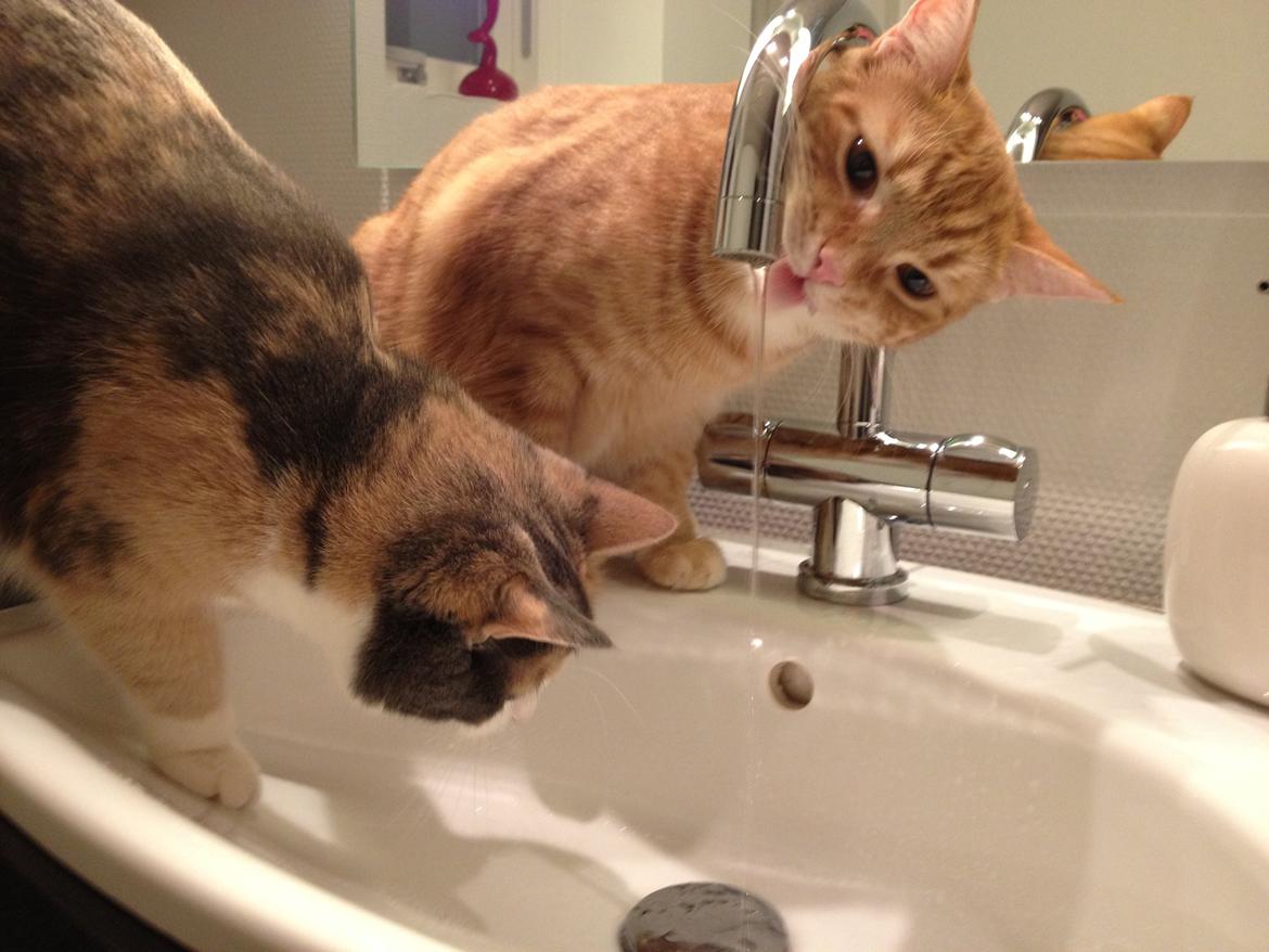 Huskat Lilo billede 20