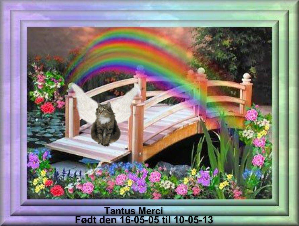 Norsk Skovkat Tantus Merci . R.I.P den 10-4-2013 - R.I.P. Merci den 10-4-2013 du er savnet du vil altid har en plads i vores hjerter   billede 2