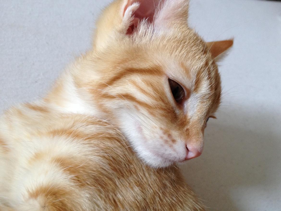 Huskat Luna billede 1