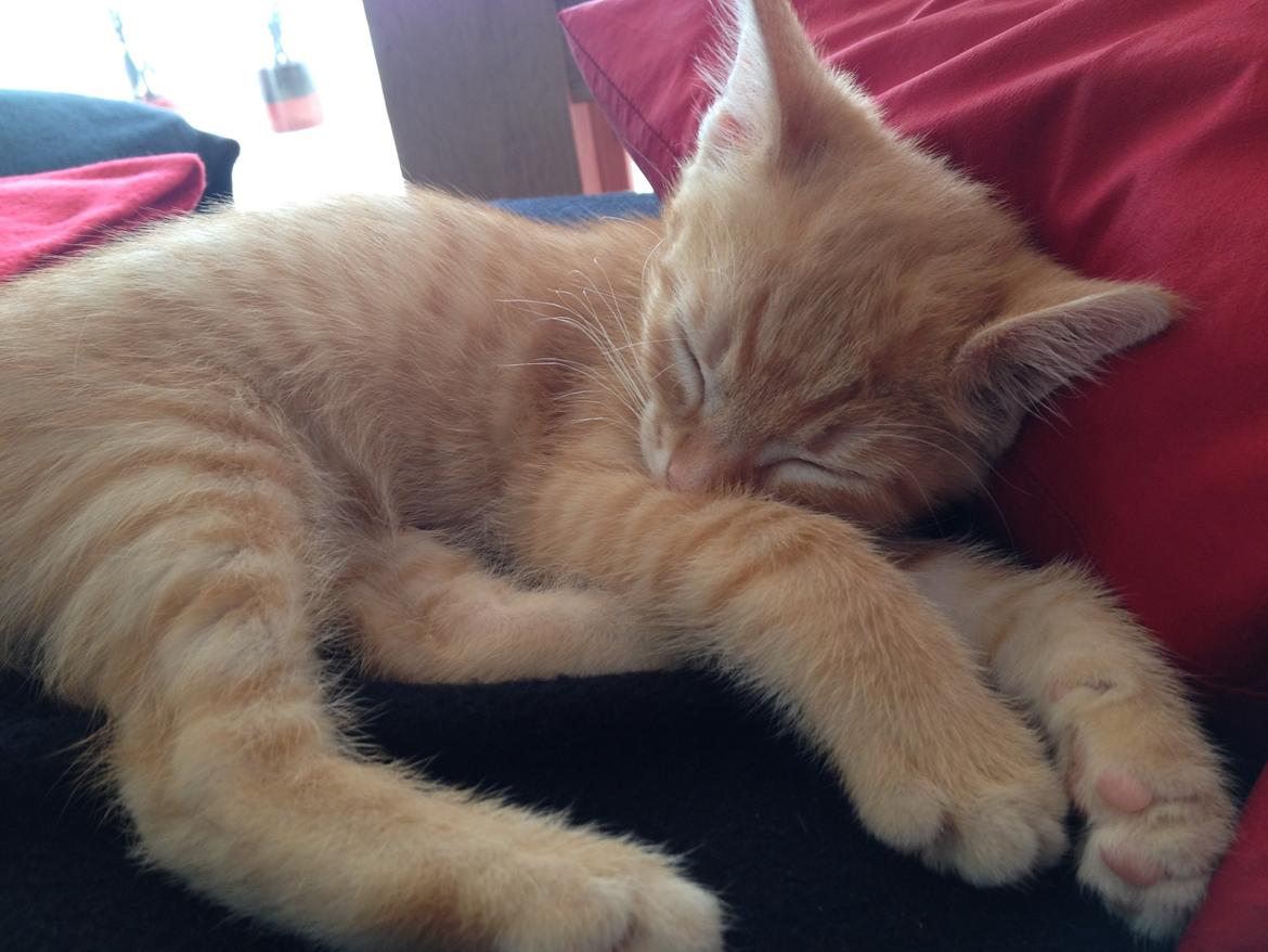 Huskat Luna billede 2