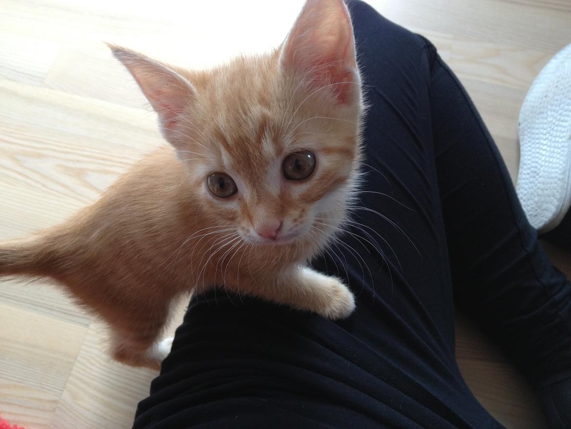 Huskat Luna billede 3