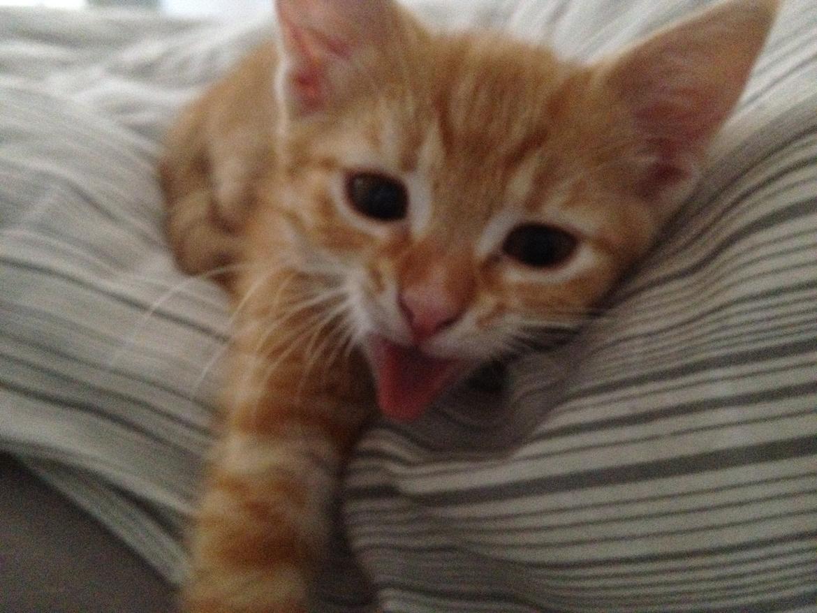 Huskat Luna billede 4