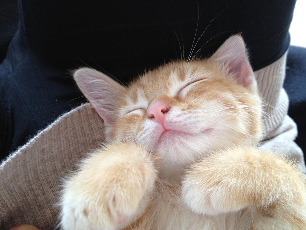 Huskat Luna billede 5