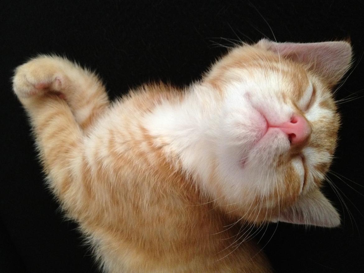 Huskat Luna billede 6