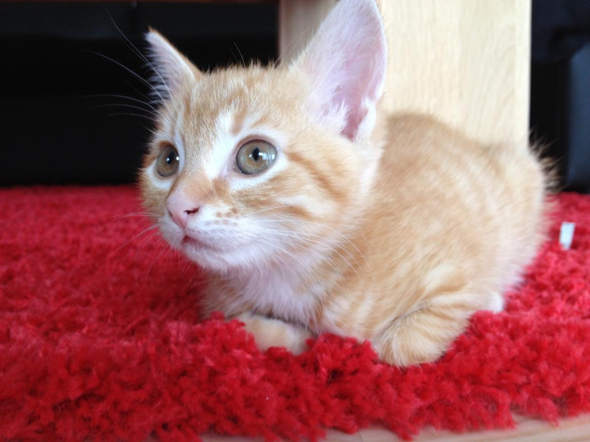 Huskat Luna billede 7