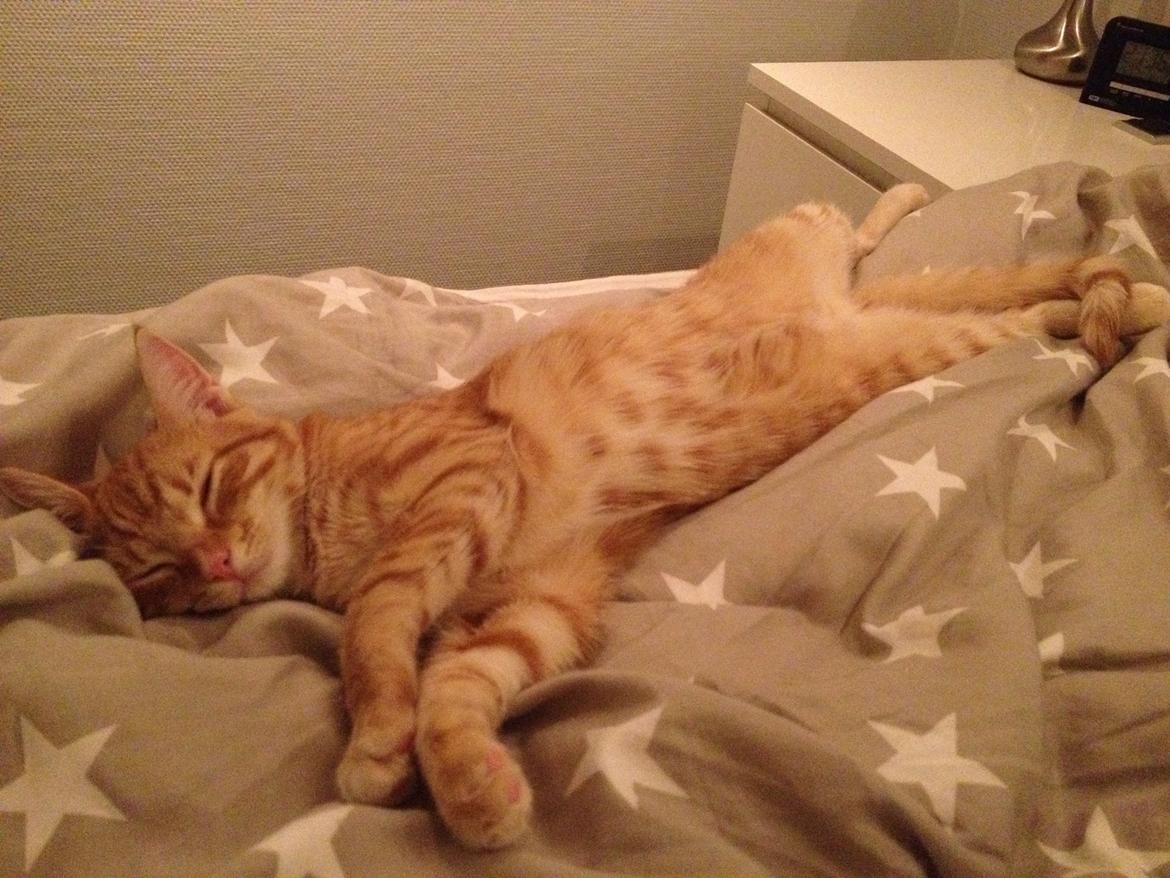 Huskat Luna billede 8