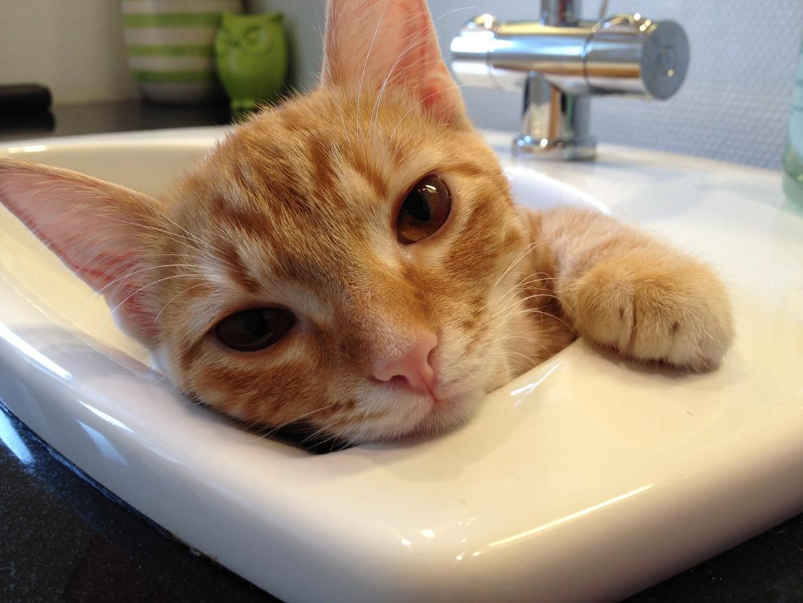 Huskat Luna billede 9