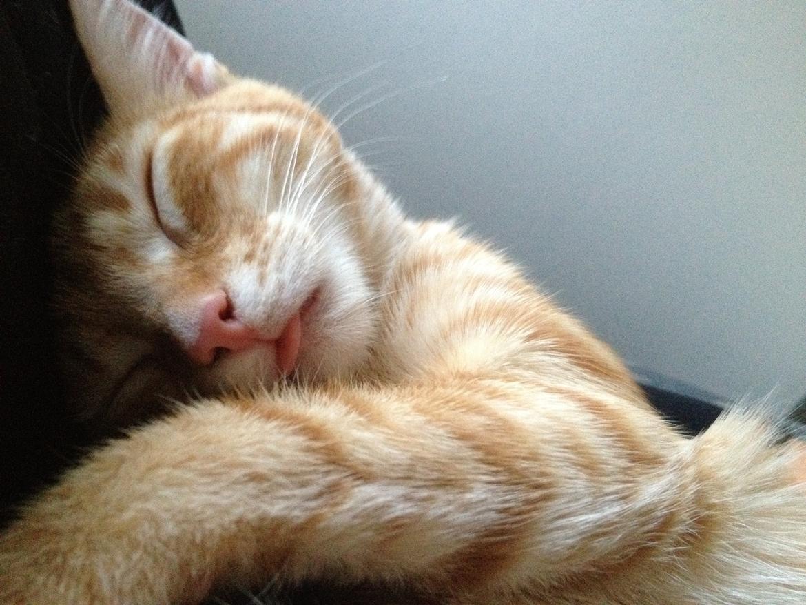 Huskat Luna billede 10