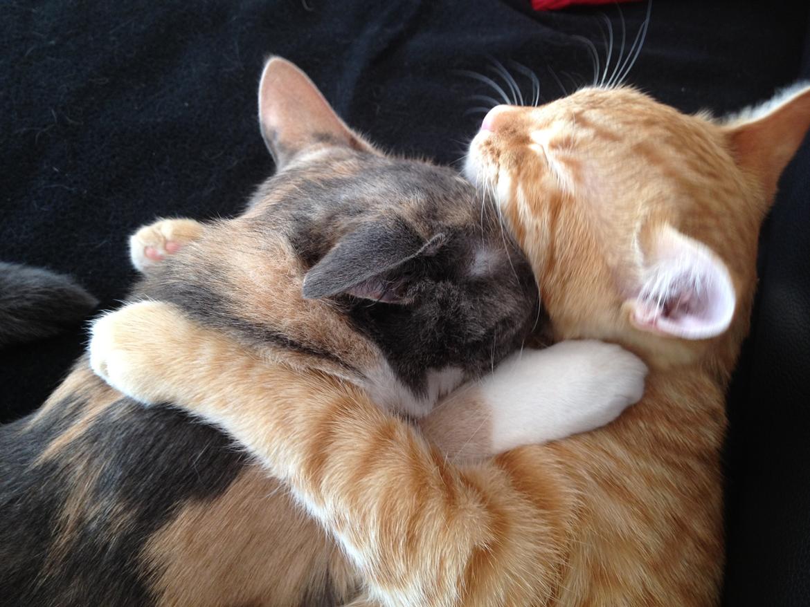 Huskat Luna billede 11