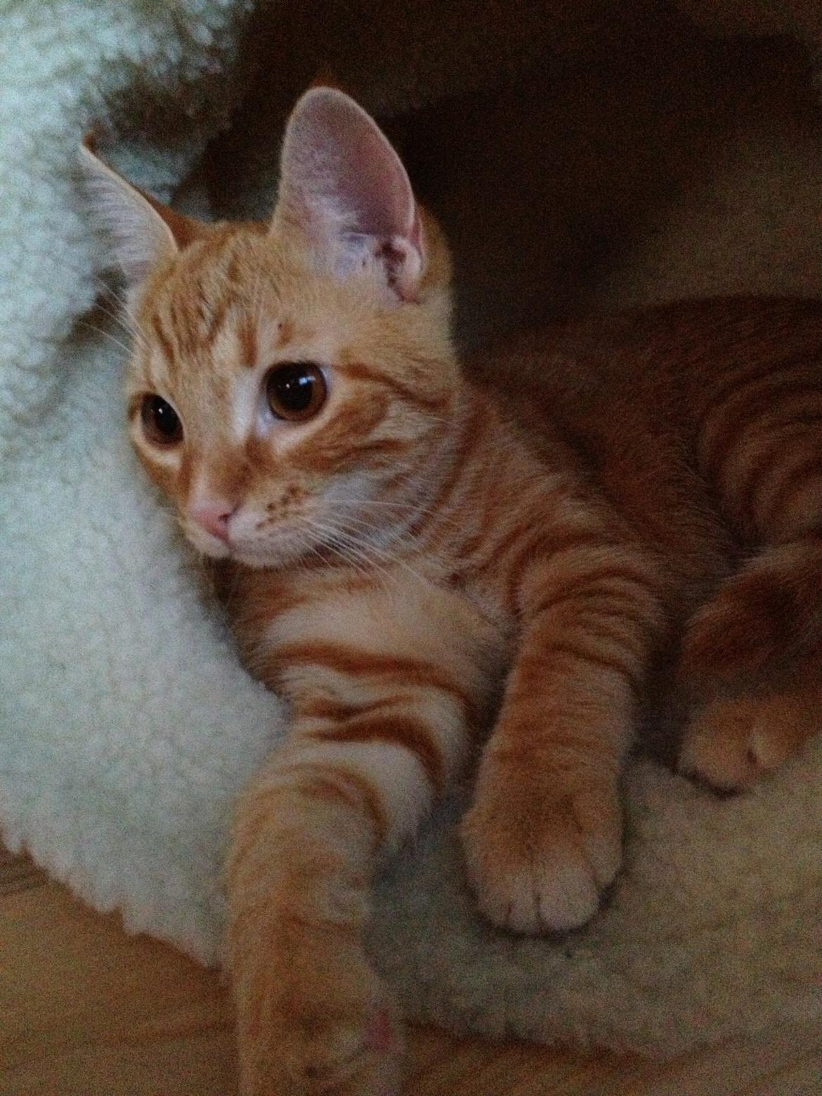 Huskat Luna billede 12