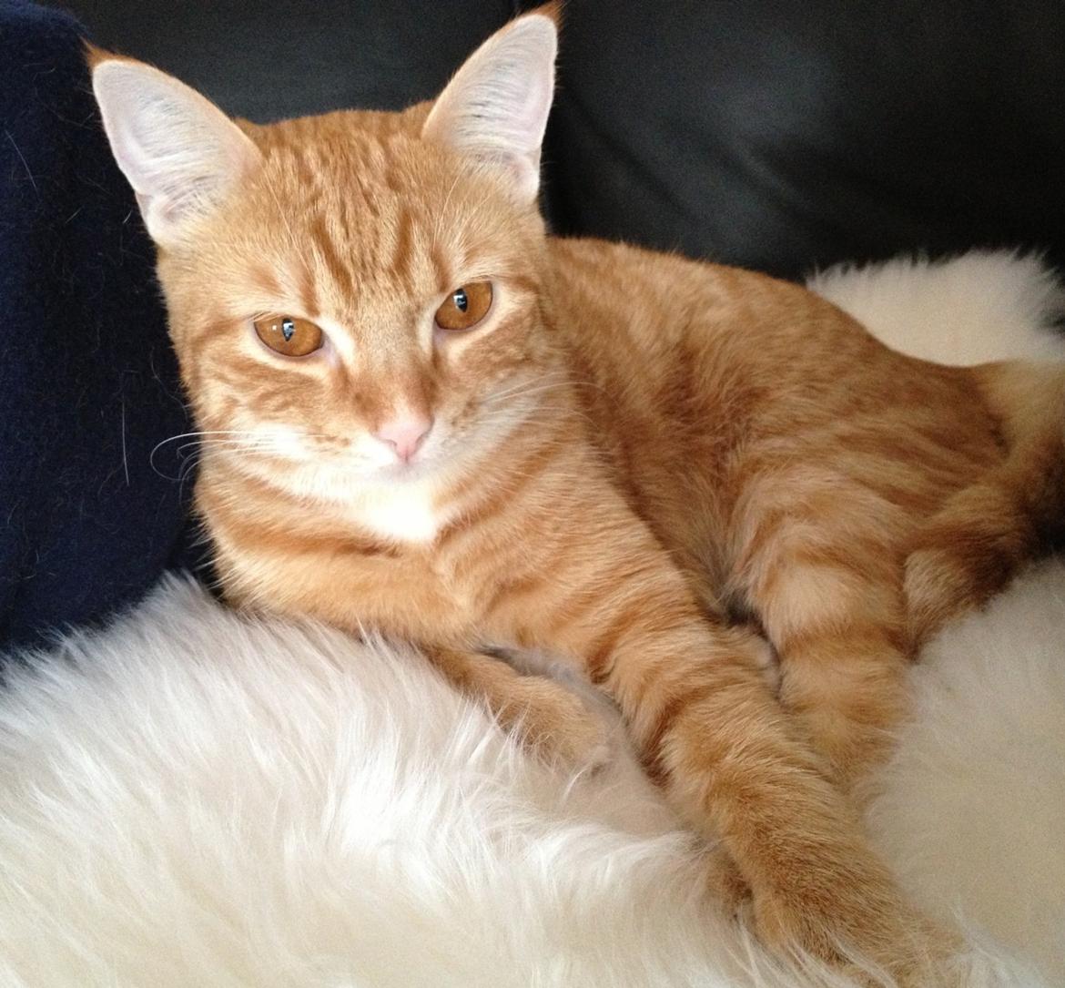 Huskat Luna billede 13