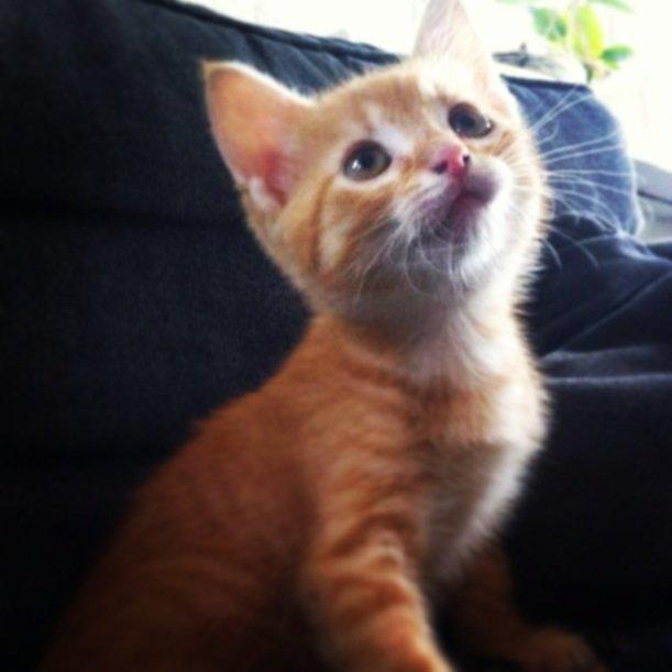 Huskat Luna billede 14