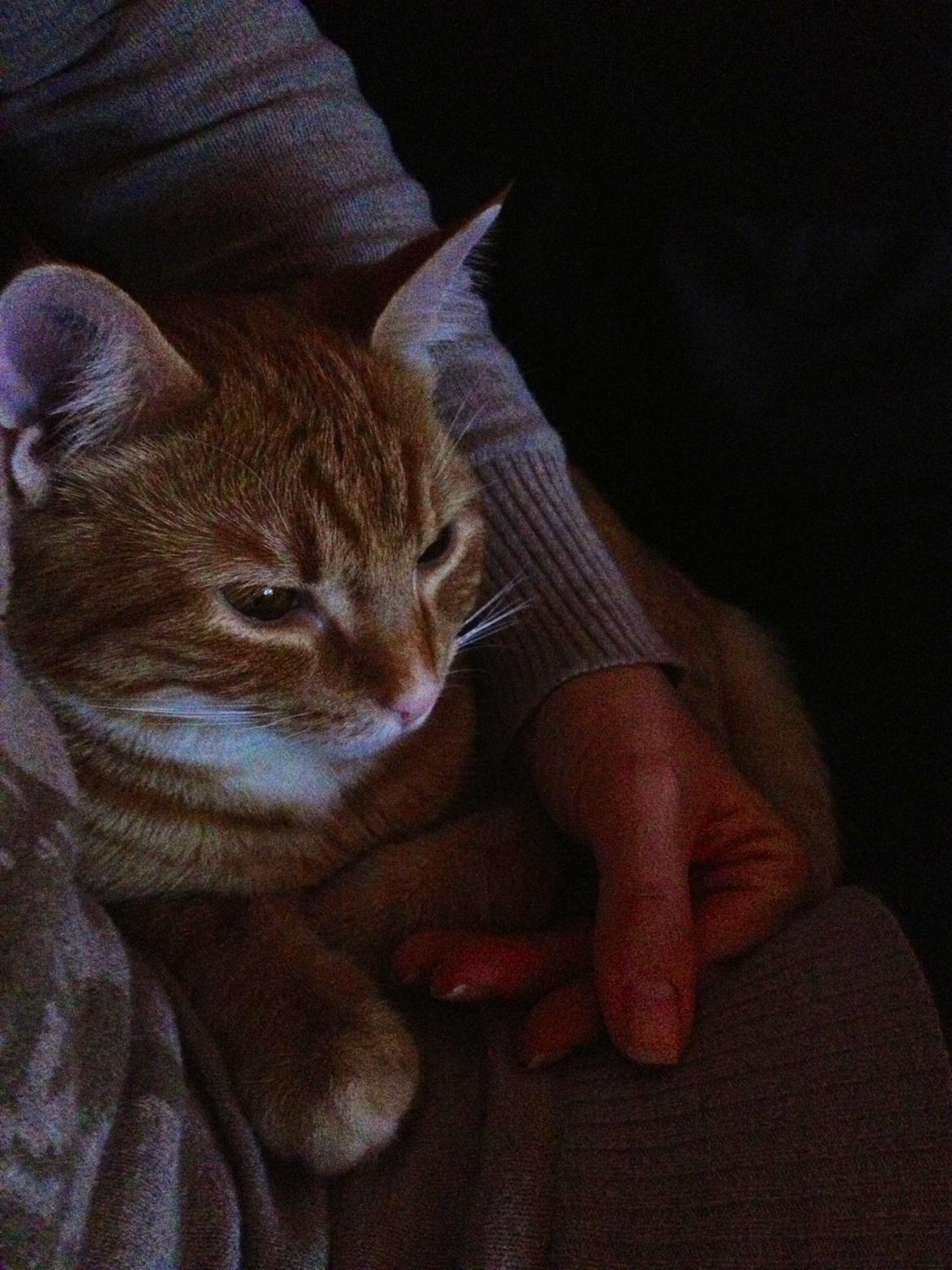 Huskat Luna billede 15