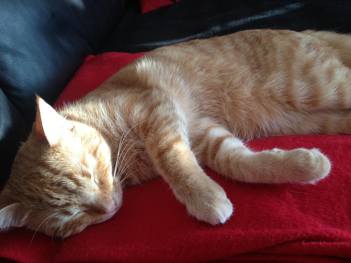 Huskat Luna billede 16