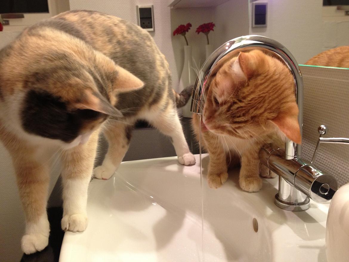 Huskat Luna billede 17