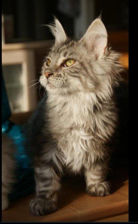Maine Coon Lykke katte's Ziggi billede 1