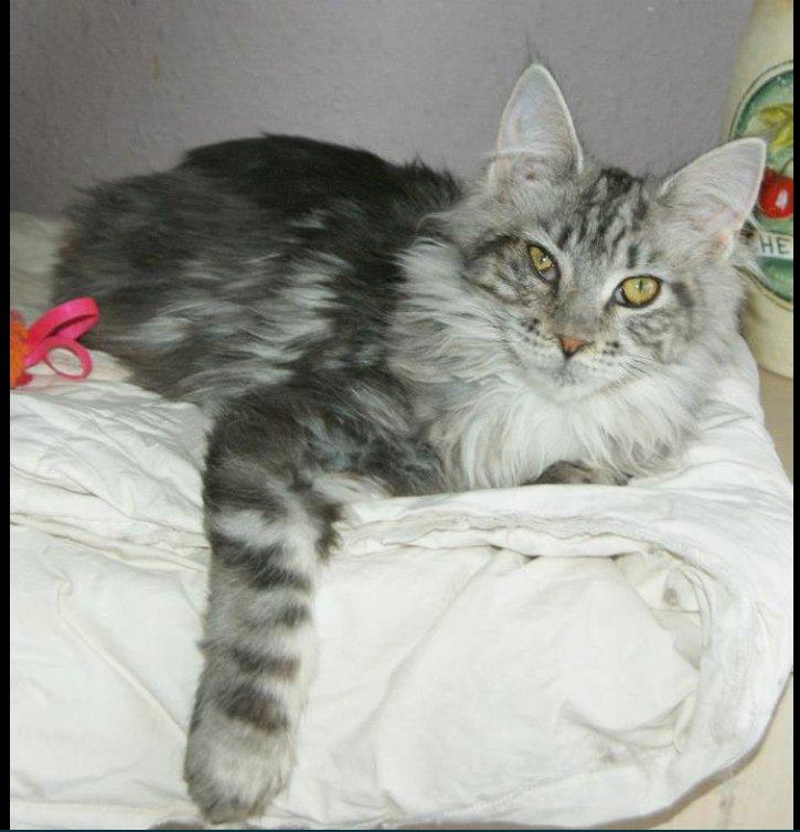 Maine Coon Lykke katte's Ziggi billede 2