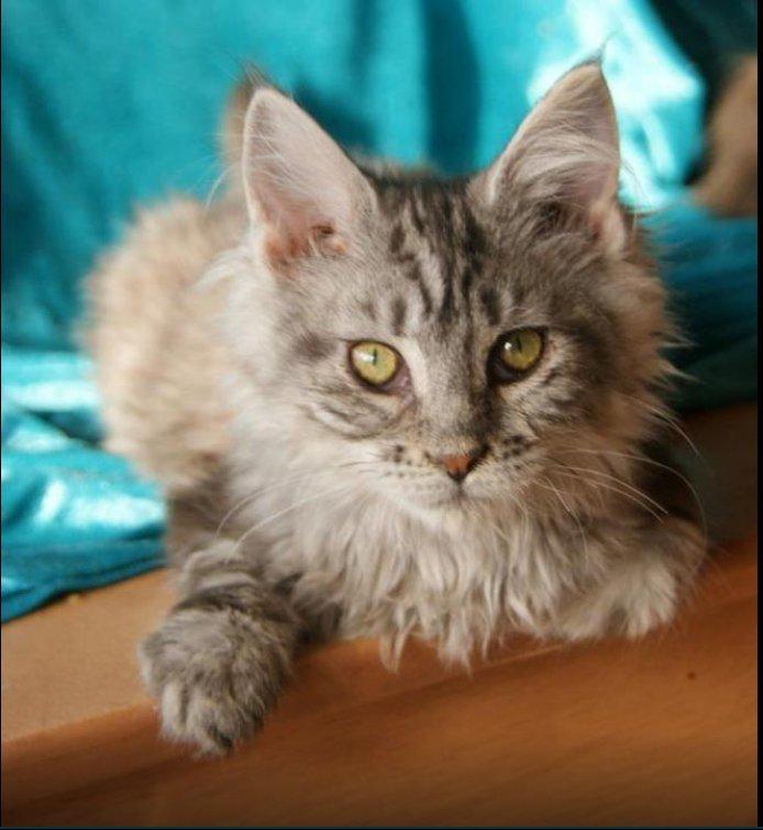 Maine Coon Lykke katte's Ziggi billede 3