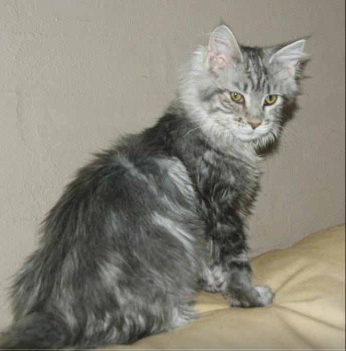 Maine Coon Lykke katte's Ziggi billede 4